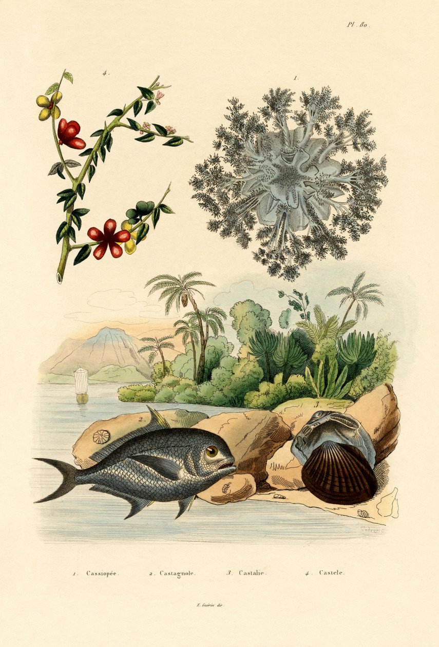 Upp och ner maneter, 1833-39 av French School