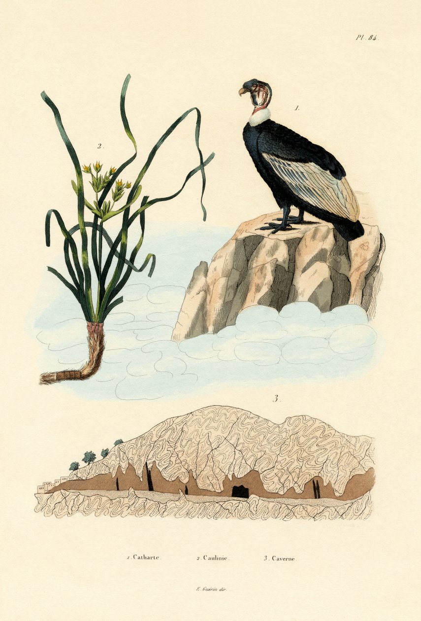 Vulture, 1833-39 av French School
