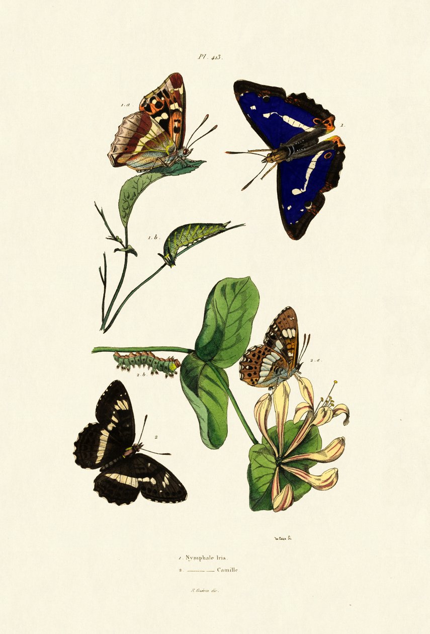 Vite amiralen, 1833-39 av French School