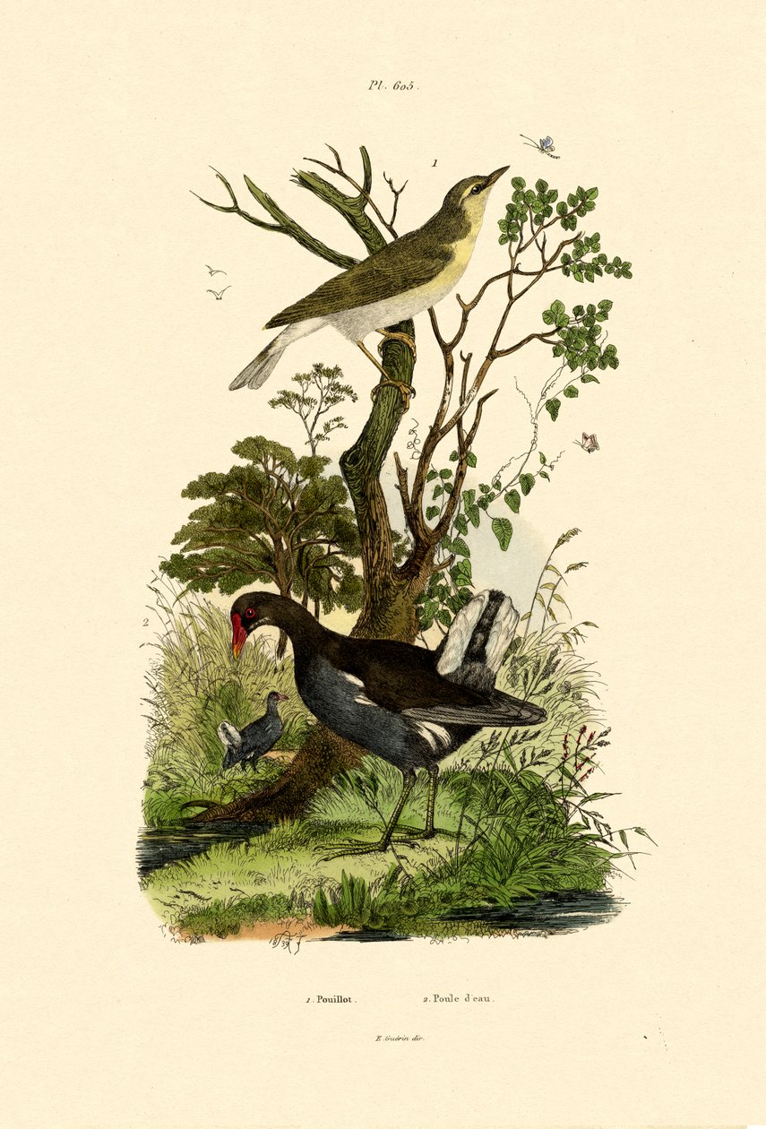 Vedsångare, 1833-39 av French School