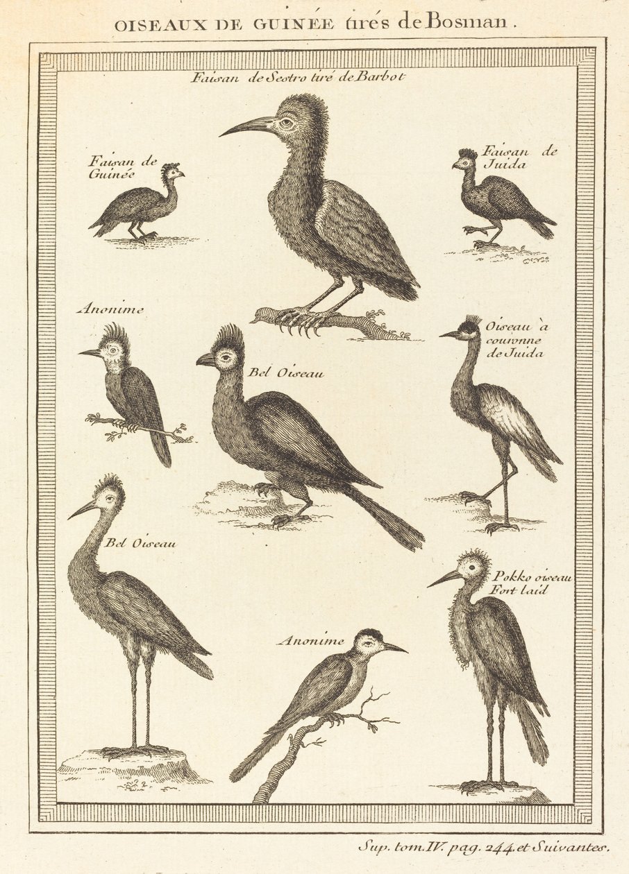 Guinea fåglar tagna från bosman av French 18th Century