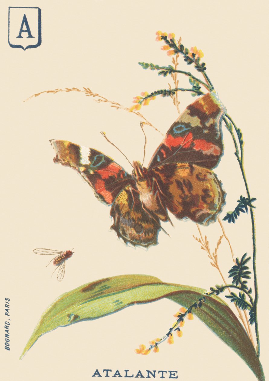 A: Atalante (Vanessa atalanta eller Vulcan) av French School