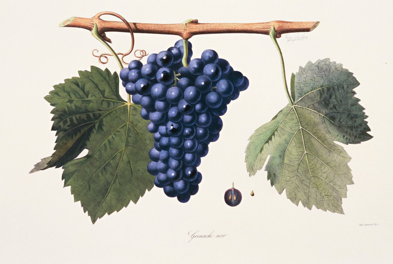 Ampelography, Druva Grenache Cotes du Rhone av French School