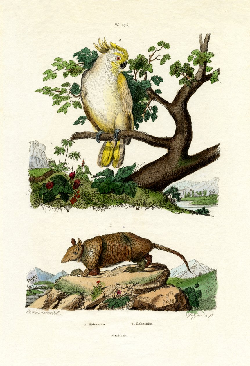 Bältdjur, 1833-39 av French School