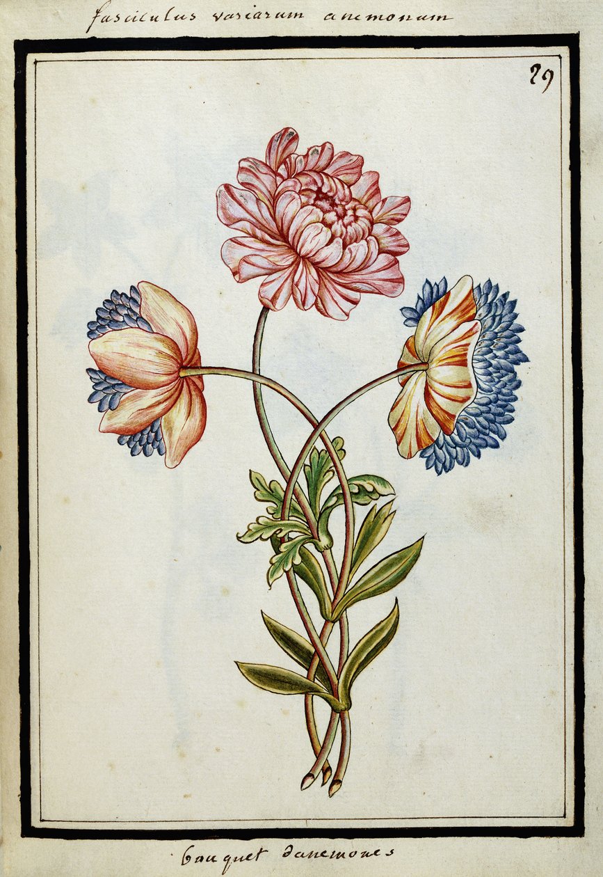 Bukett av anemoner, ca 1700 av French School