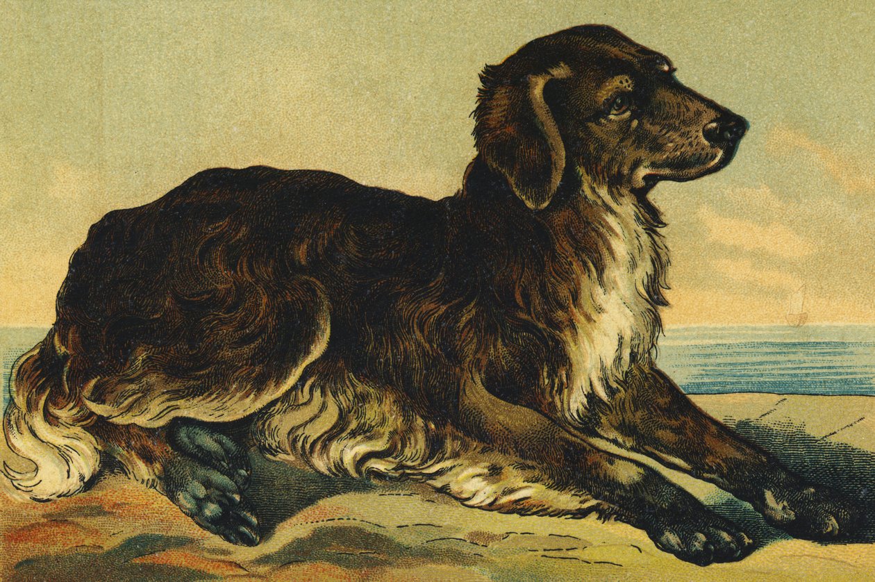 C som hund av French School