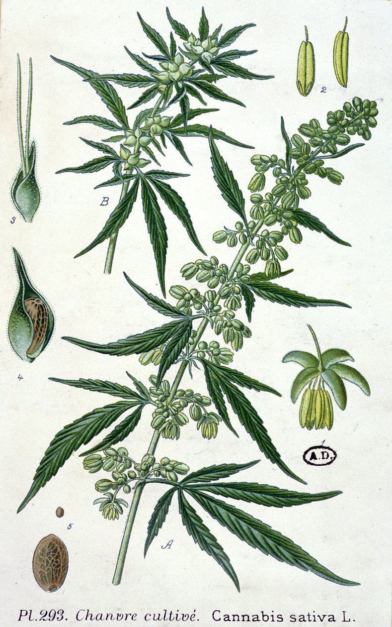 Cannabis sativa, botanisk tallrik av French School