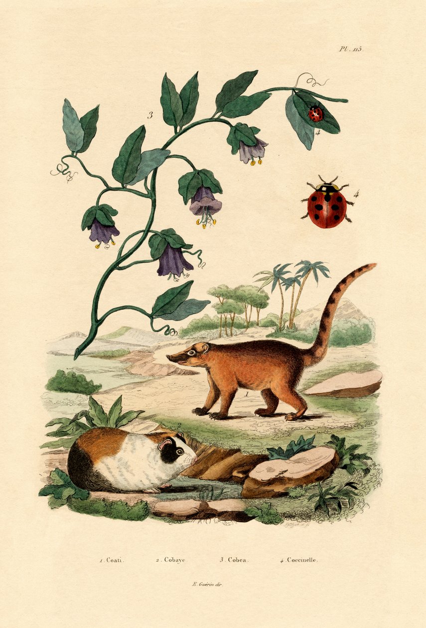 Coati, 1833-39 av French School