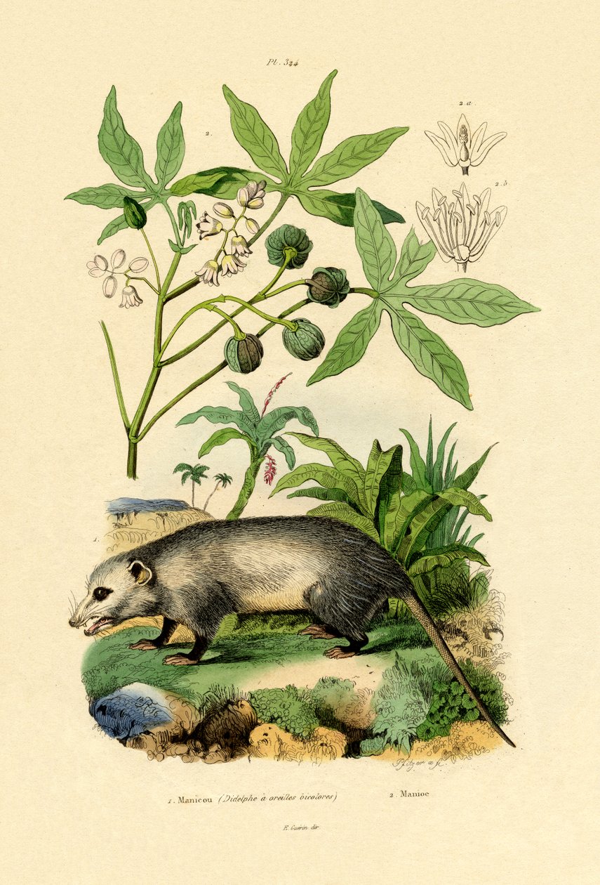 Vanlig Opossum av French School
