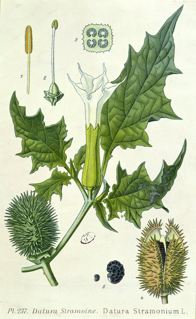 Datura stramonium, botanisk platta av French School