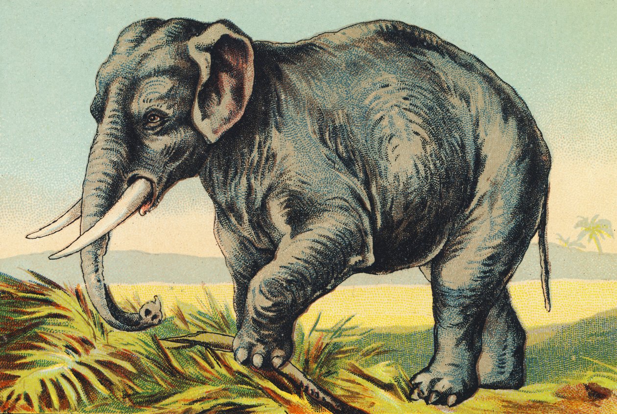 E som elefant av French School