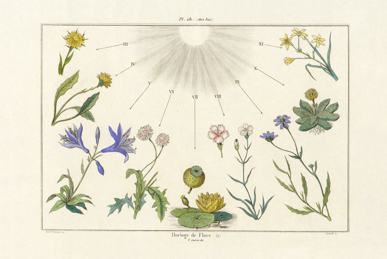 Blomklocka, 1833-39 av French School