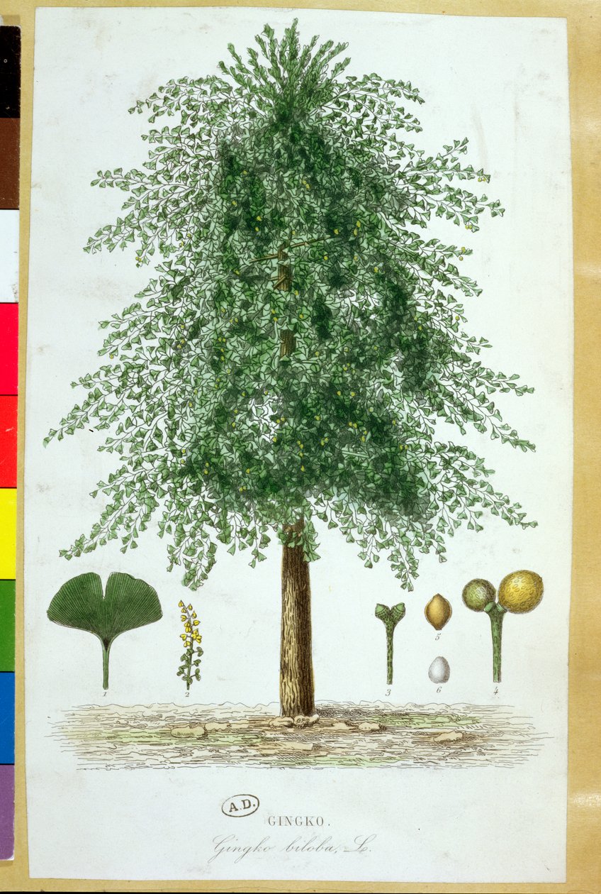 Ginkgo biloba träd av French School
