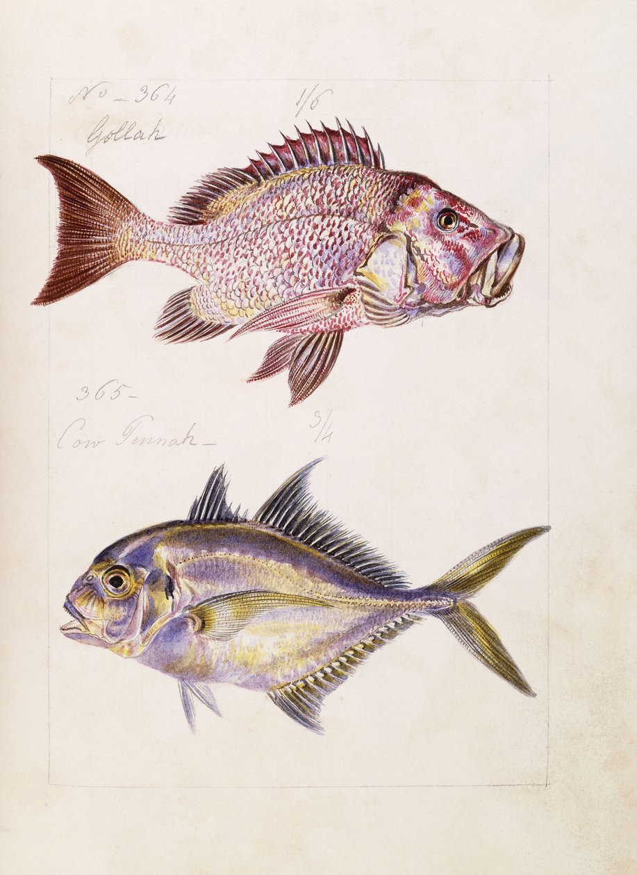 Gollah etc, c.1850 av French School