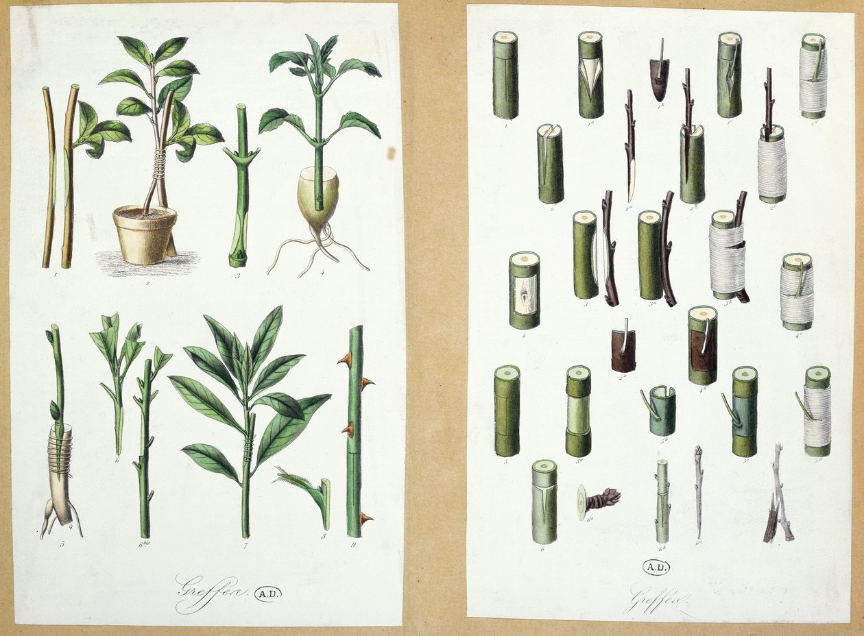 Grafts (färggravyr) av French School