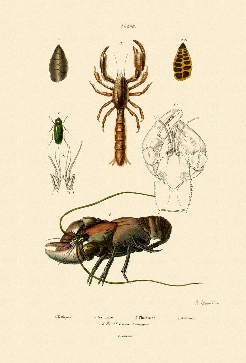 Stor Green Bush Cricket av French School