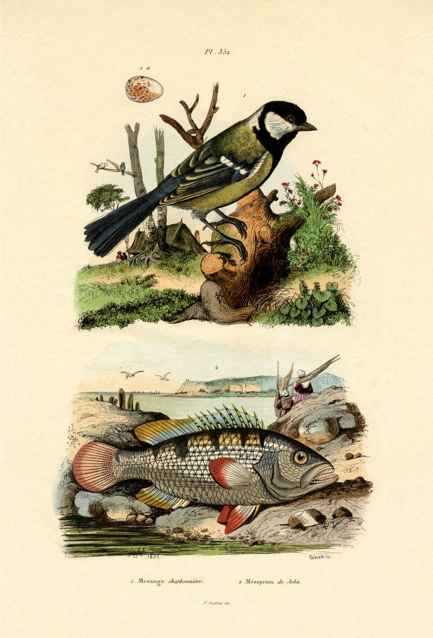 Talgoxen, 1833-39 av French School