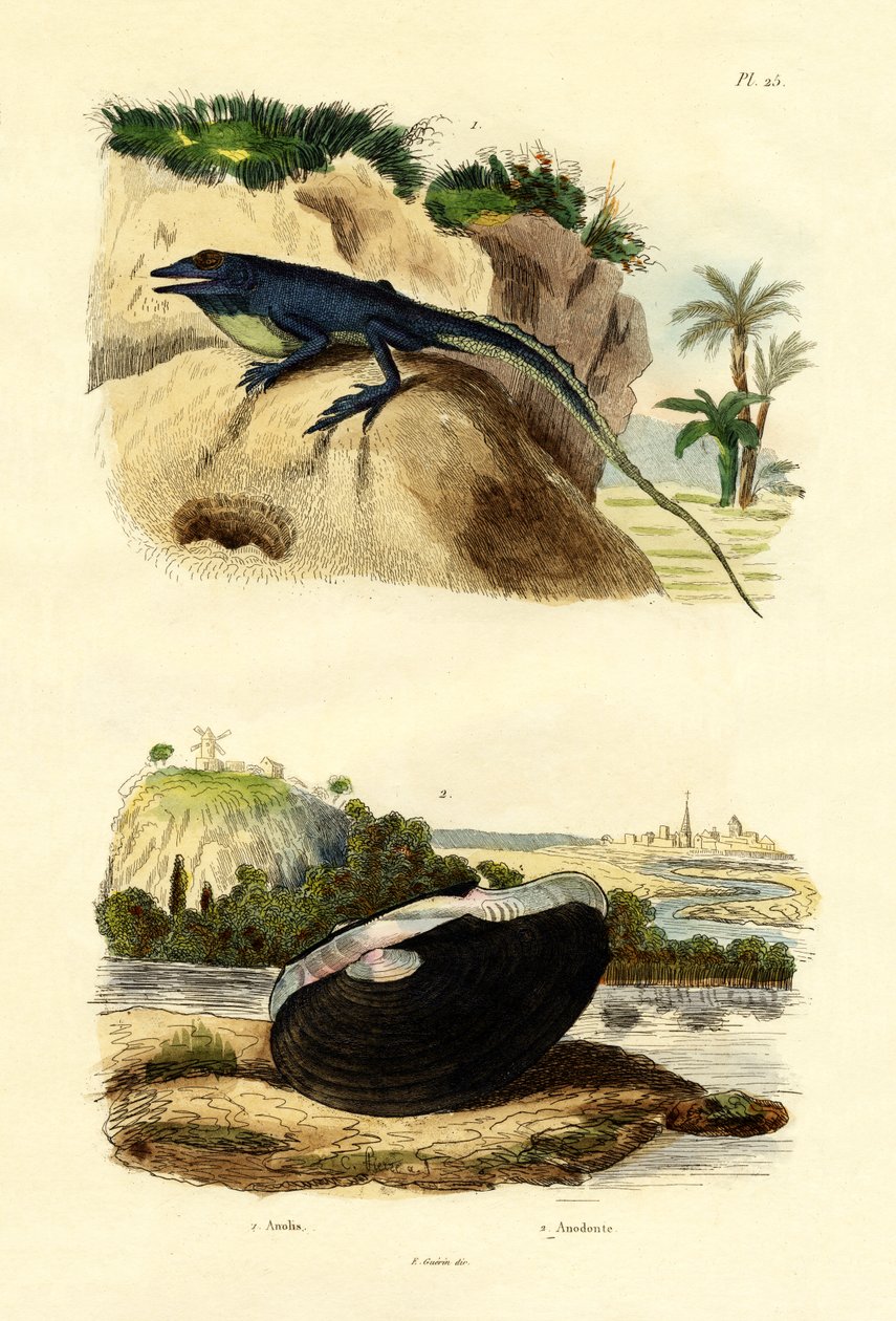 Grön anol, 1833-39 av French School