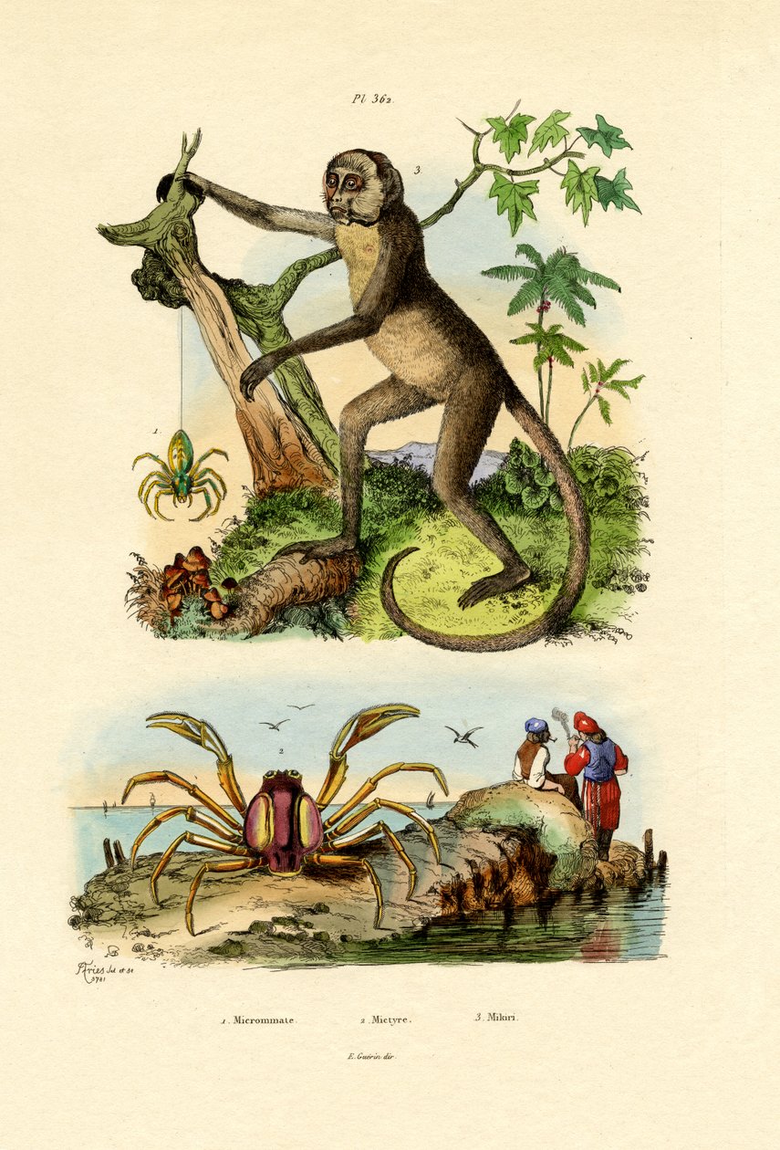 Green Huntsman Spider, 1833-39 av French School