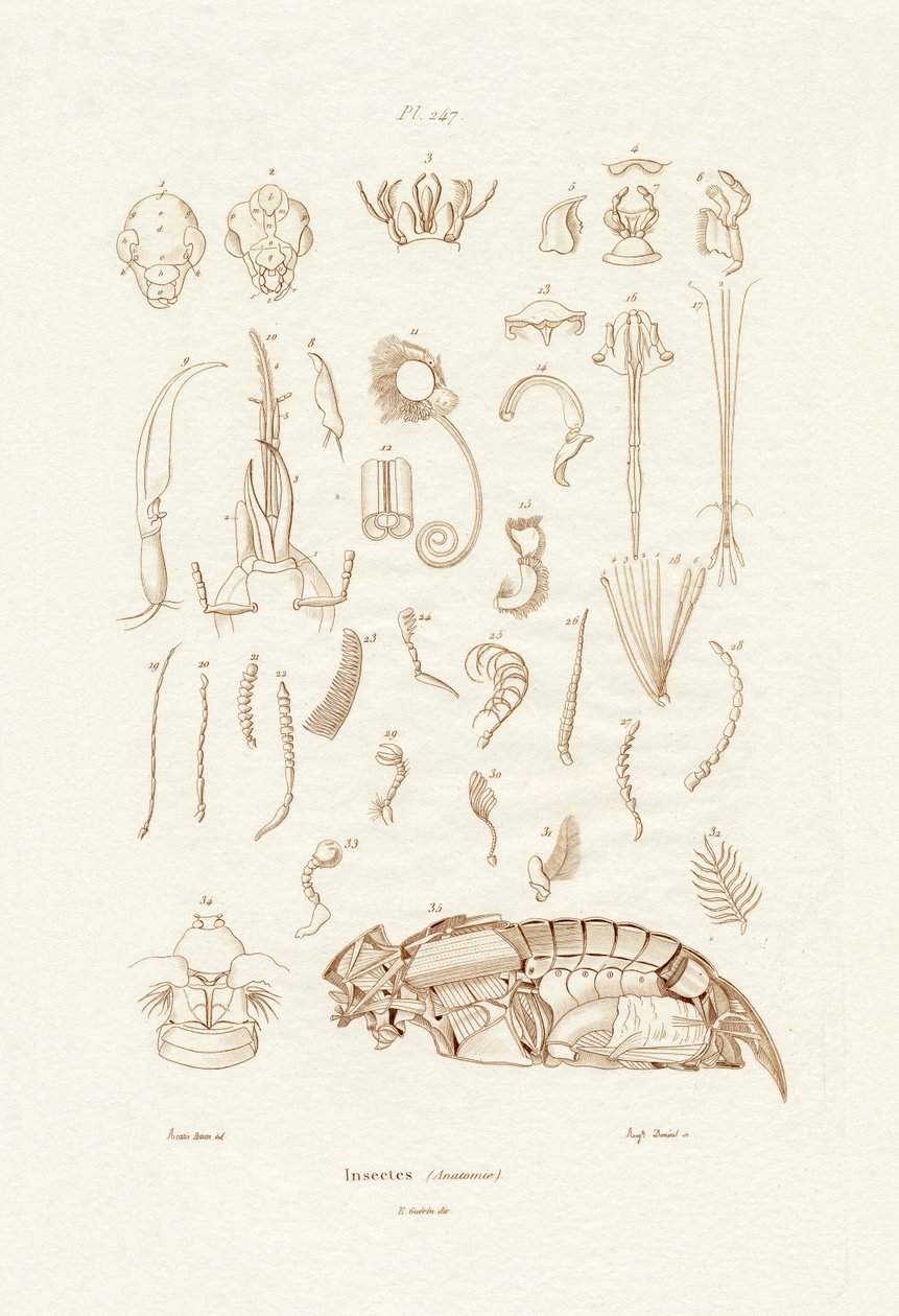 Insekter, 1833-39 av French School