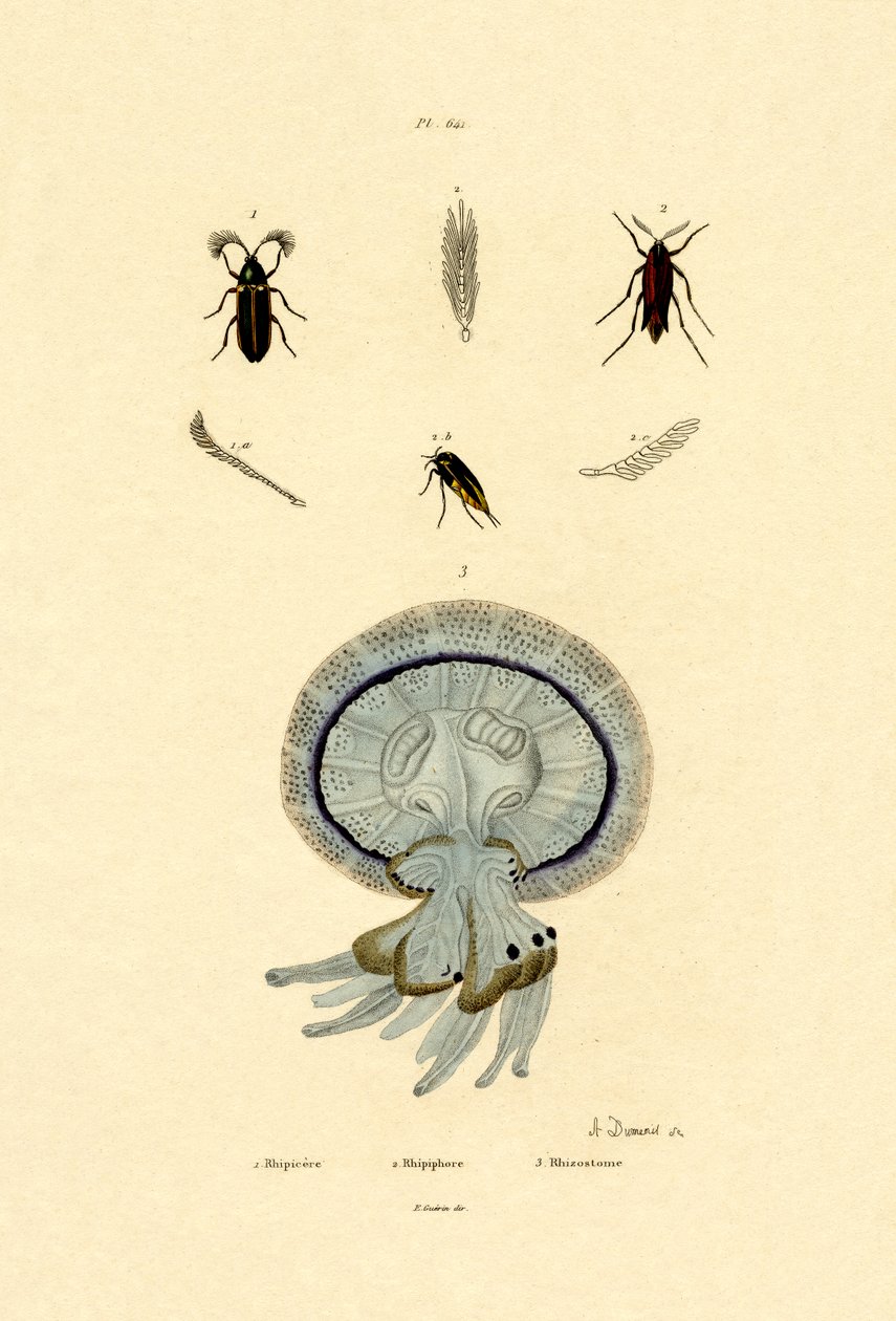 Maneter, 1833-39 av French School