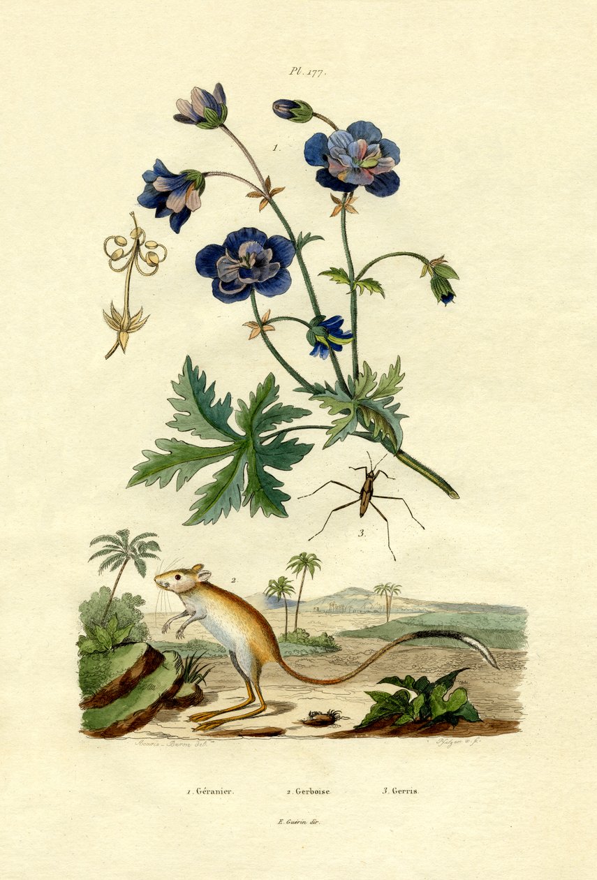 Jerboa, 1833-39 av French School