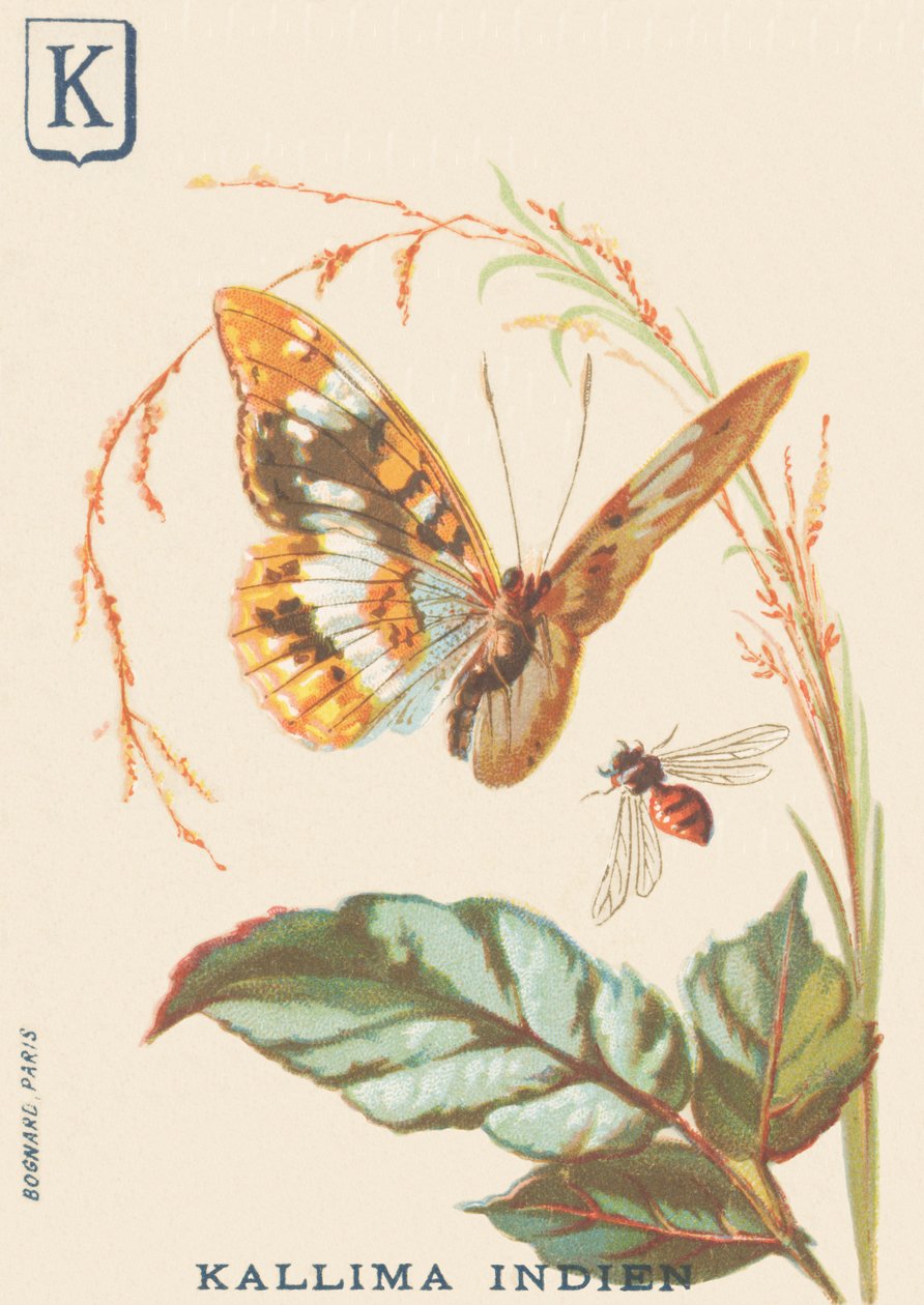 K: Indiska Kallima (Cethosia biblis) av French School