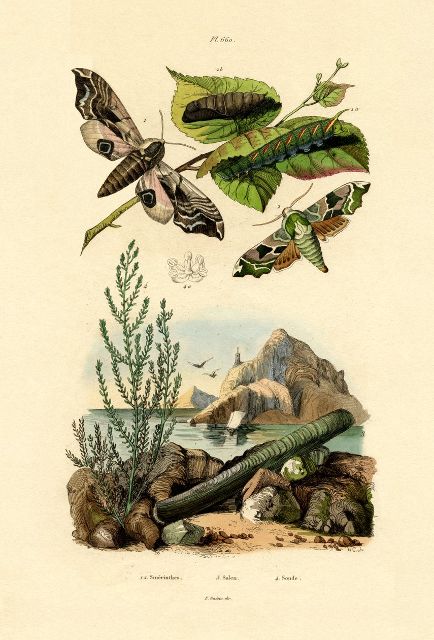Lime Hawkmoth av French School