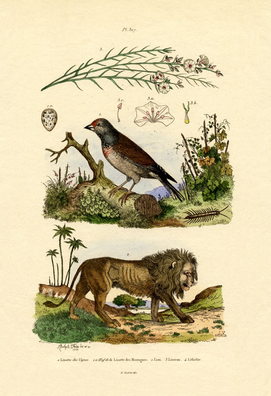 Linnet, 1833-39 av French School