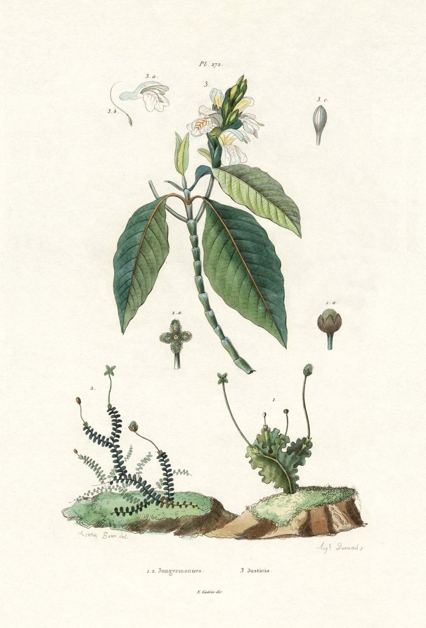 Levermos, 1833-39 av French School