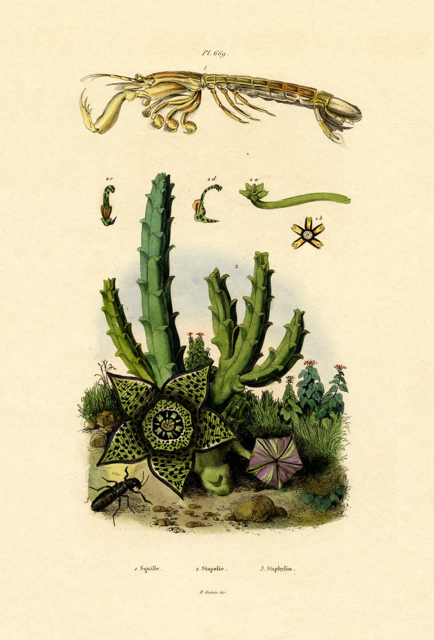 Mantisräka, 1833-39 av French School