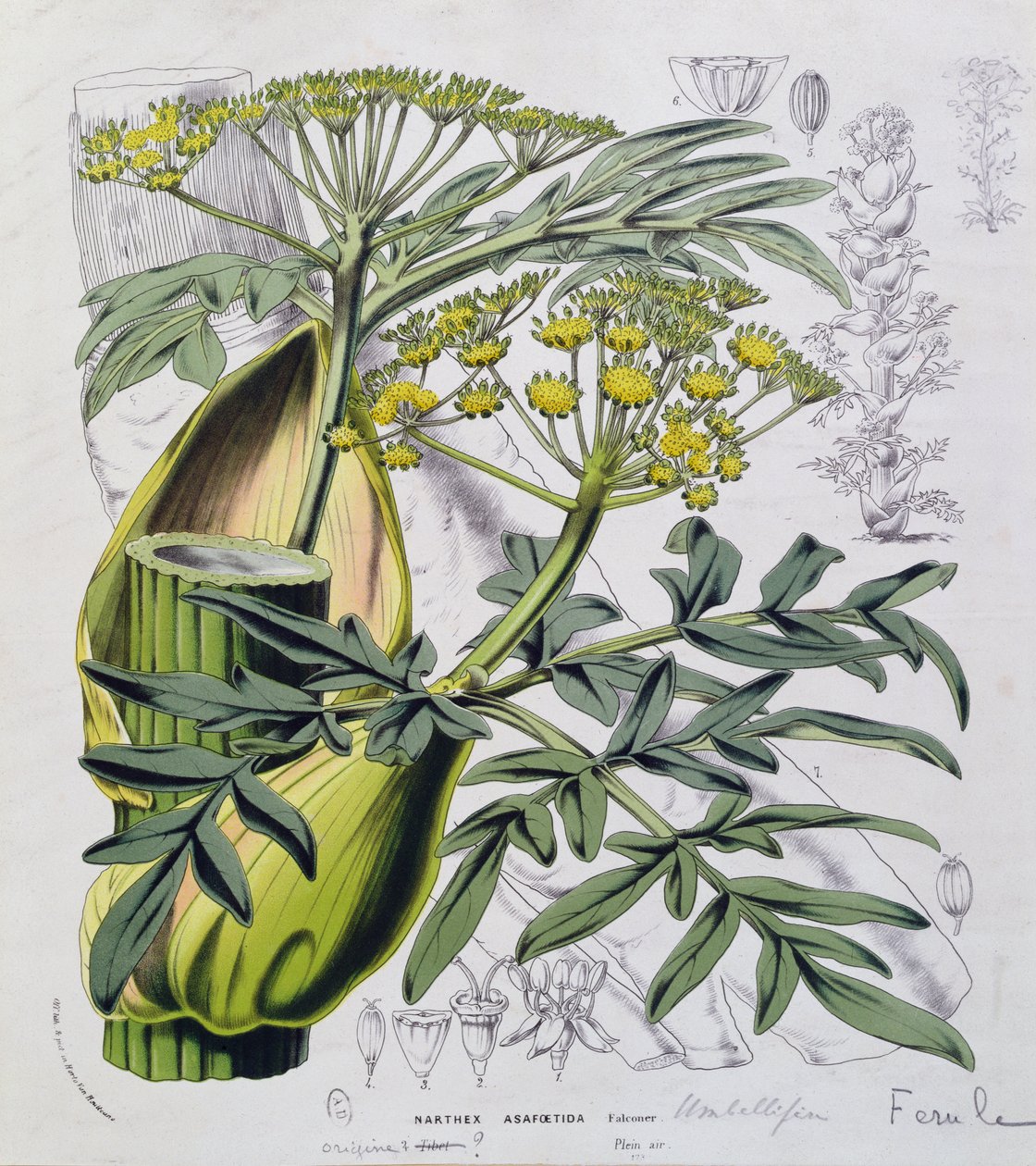 Narthex Asafoetida (färggravyr) av French School