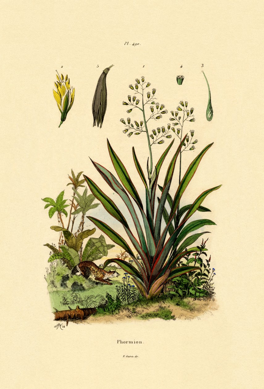 Nya Zeelands lin, 1833-39 av French School
