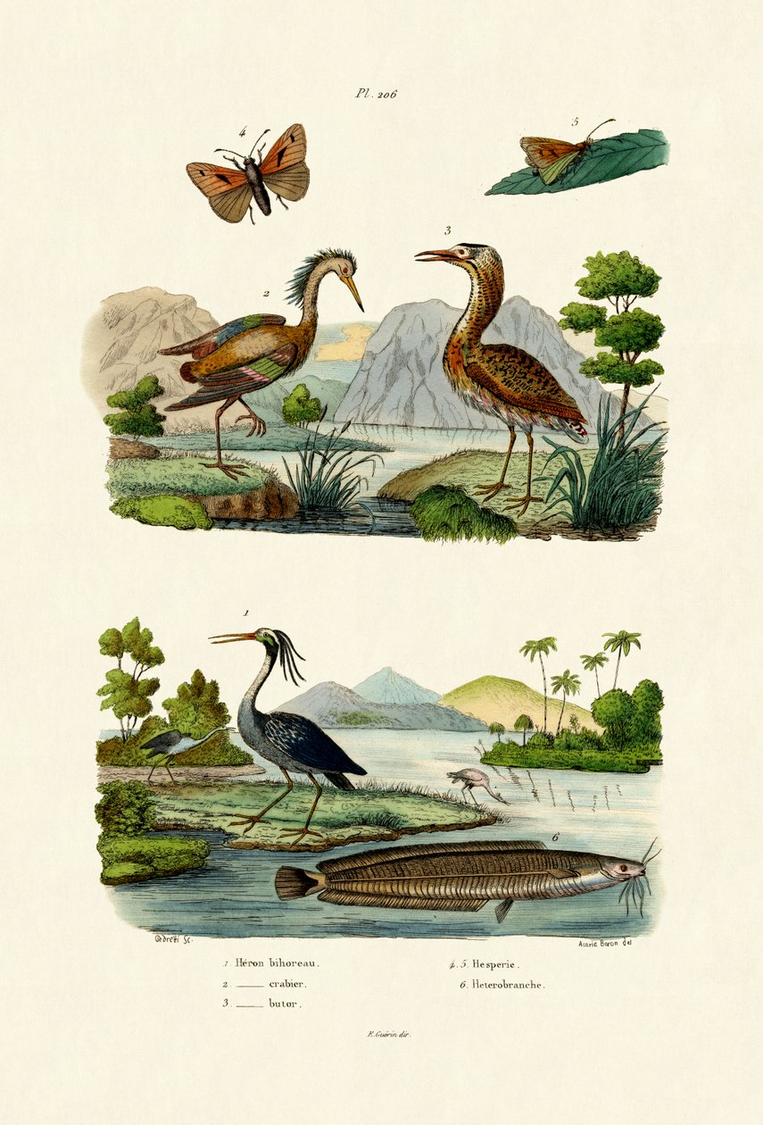 Natthäger, 1833-39 av French School