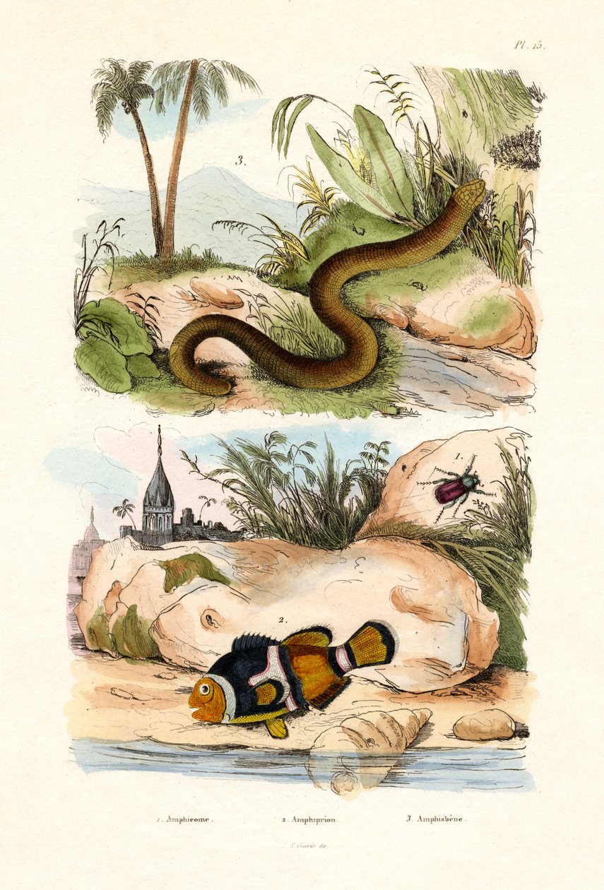 Orange clownfisk, 1833-39 av French School