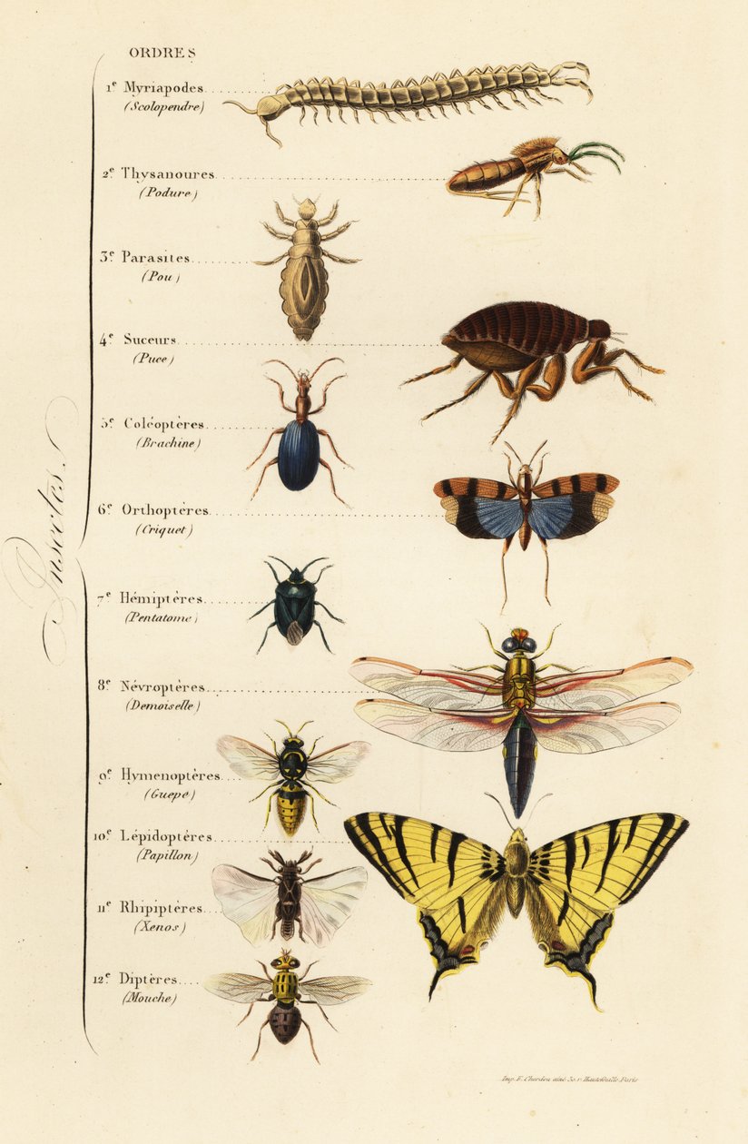 Beställningar av insekter av French School