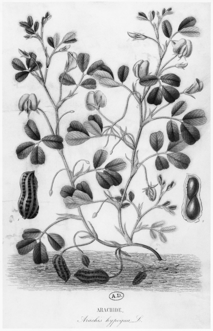Jordnöt (Arachis hypogaea) av French School