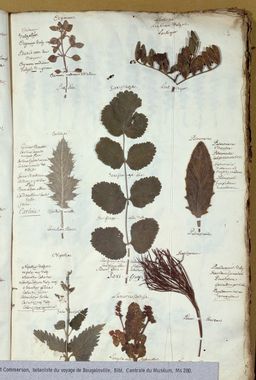 Philibert Commersons (1727-73) herbarium av French School
