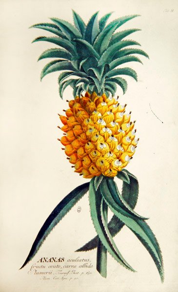 Ananas (färgad gravyr) av French School