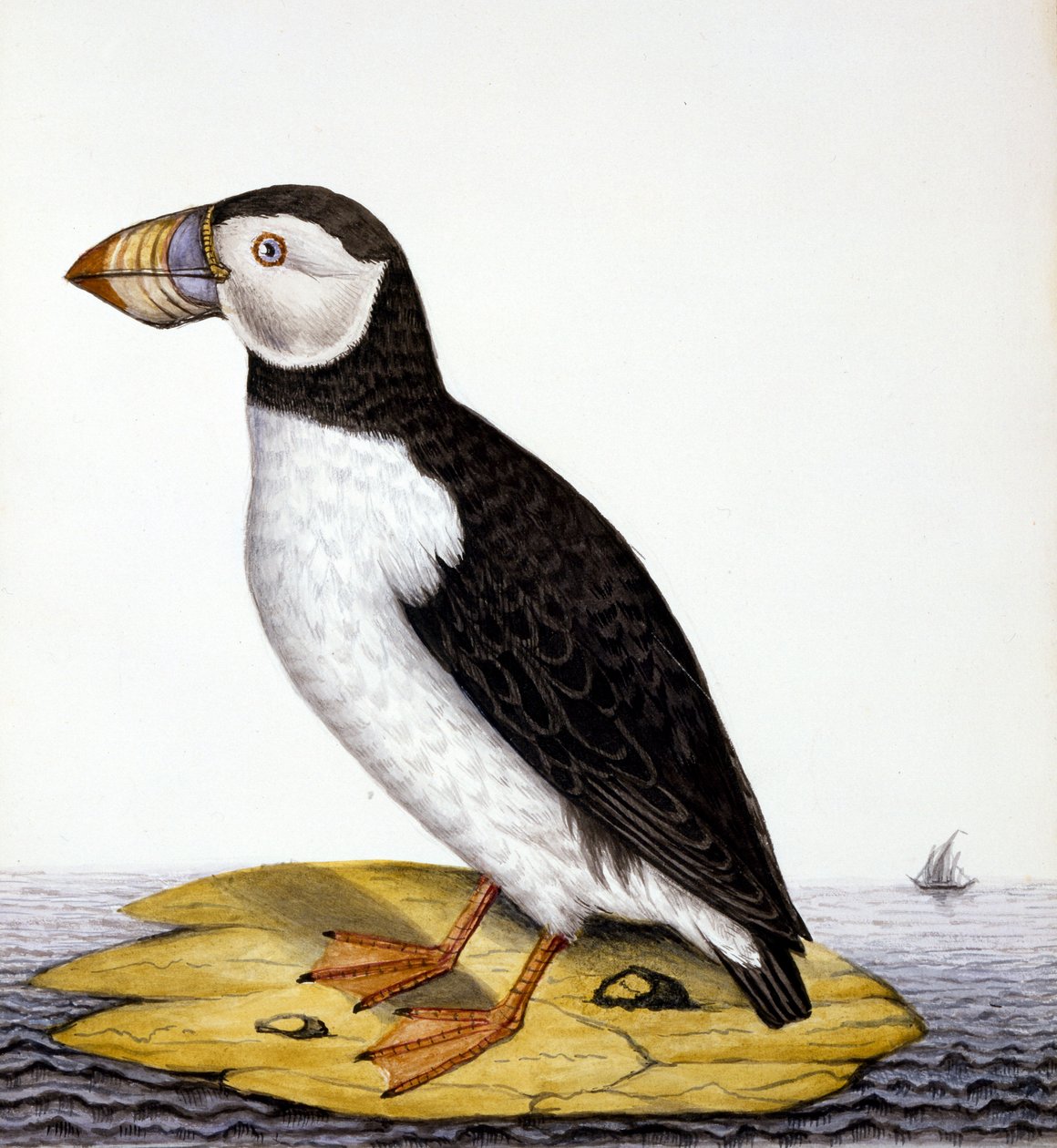 Puffin, marmon fratercula, ca 1840 (wc på papper) av French School