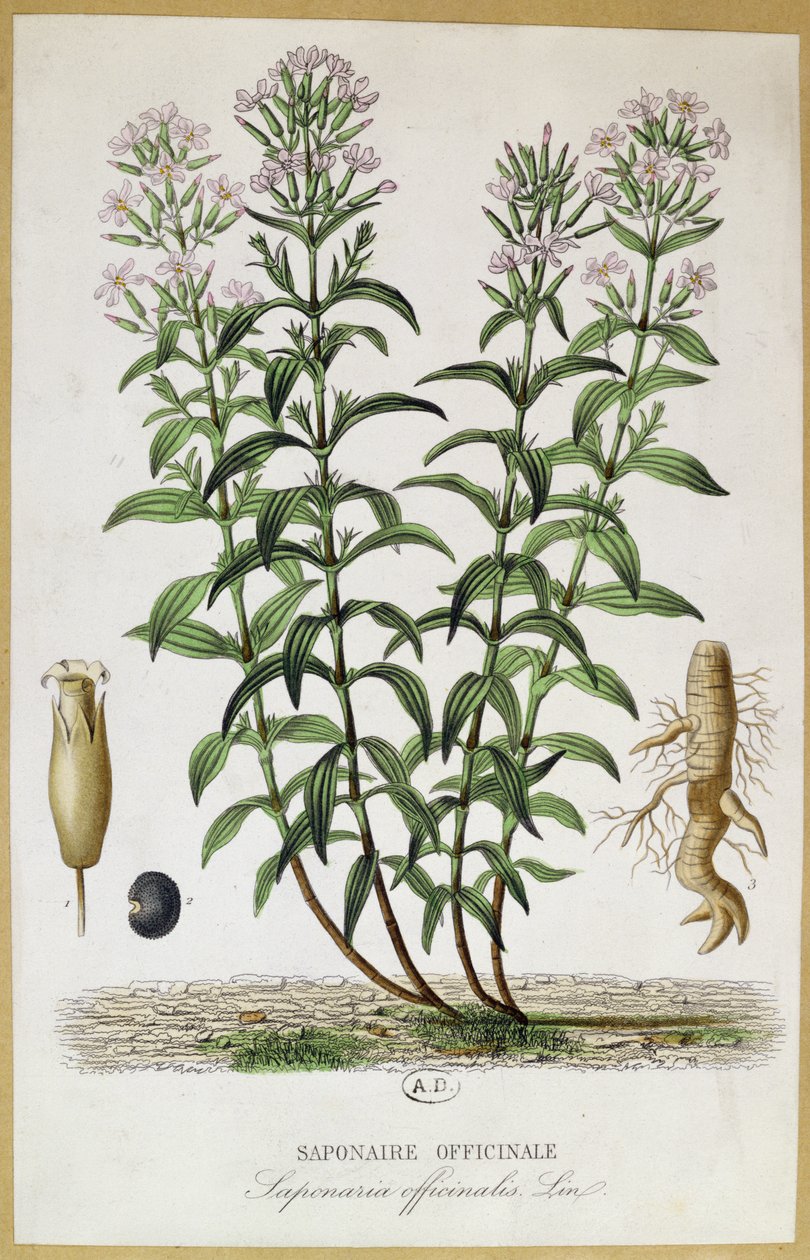 Saponaria officinalis, 1800-talet (färgstick) av French School