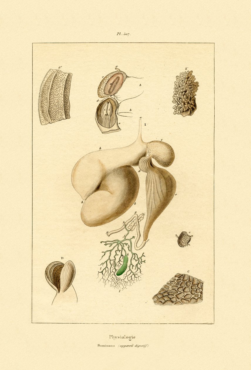 Magen, 1833-39 av French School