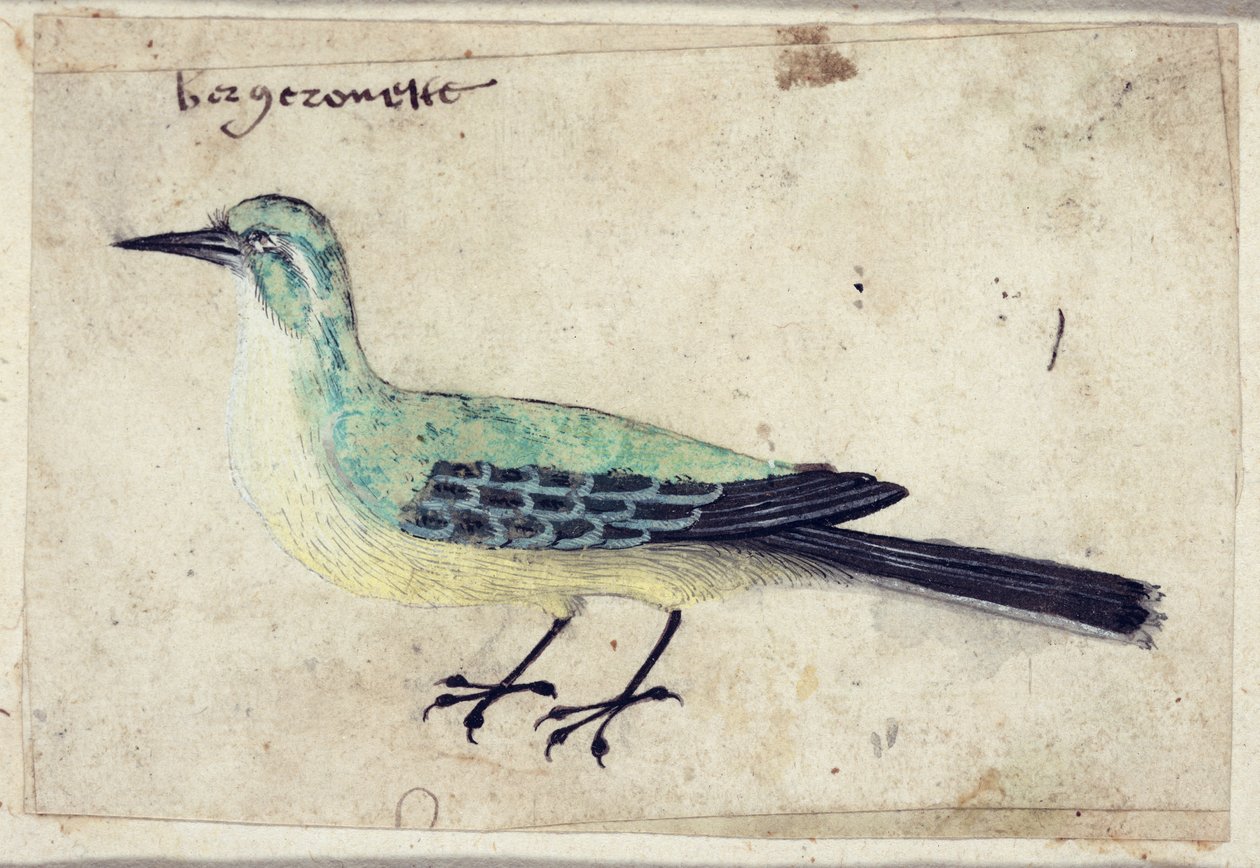 Study of a Bird, c.1620 av French School