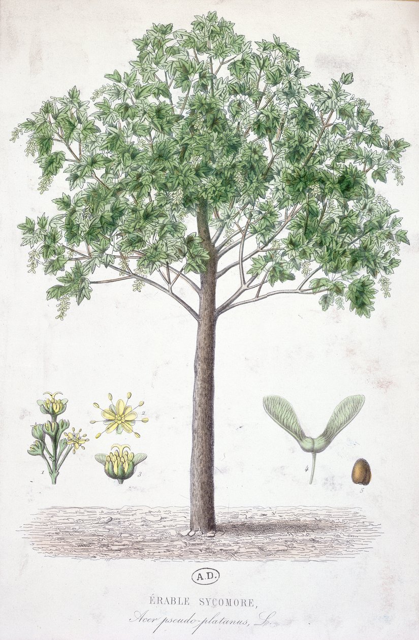 Sycamore lönn av French School
