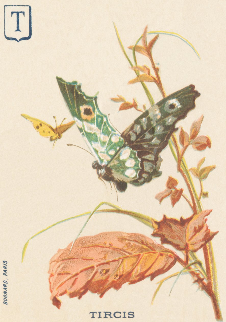 T: Tircis (Pararge aegeria) av French School