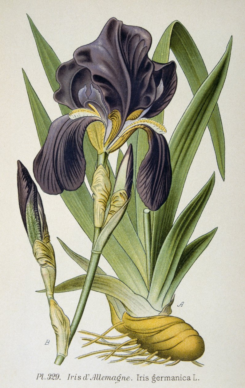 Den tyska irisblomman av French School