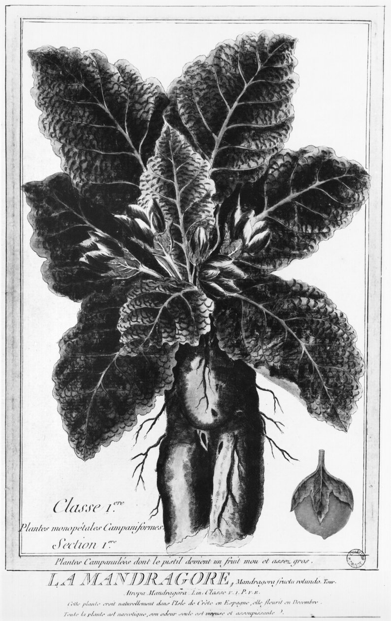 The Mandrake av French School
