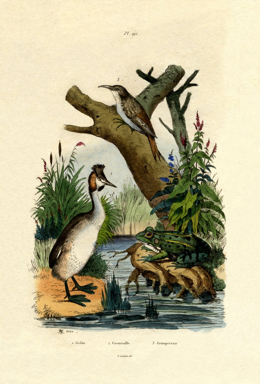 Padda, 1833-39 av French School