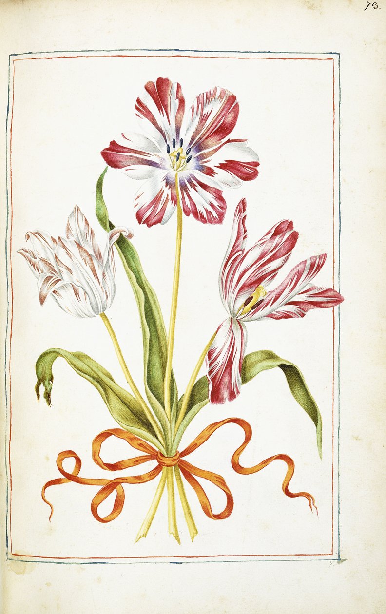 Tulpaner, 1700-tal av French School