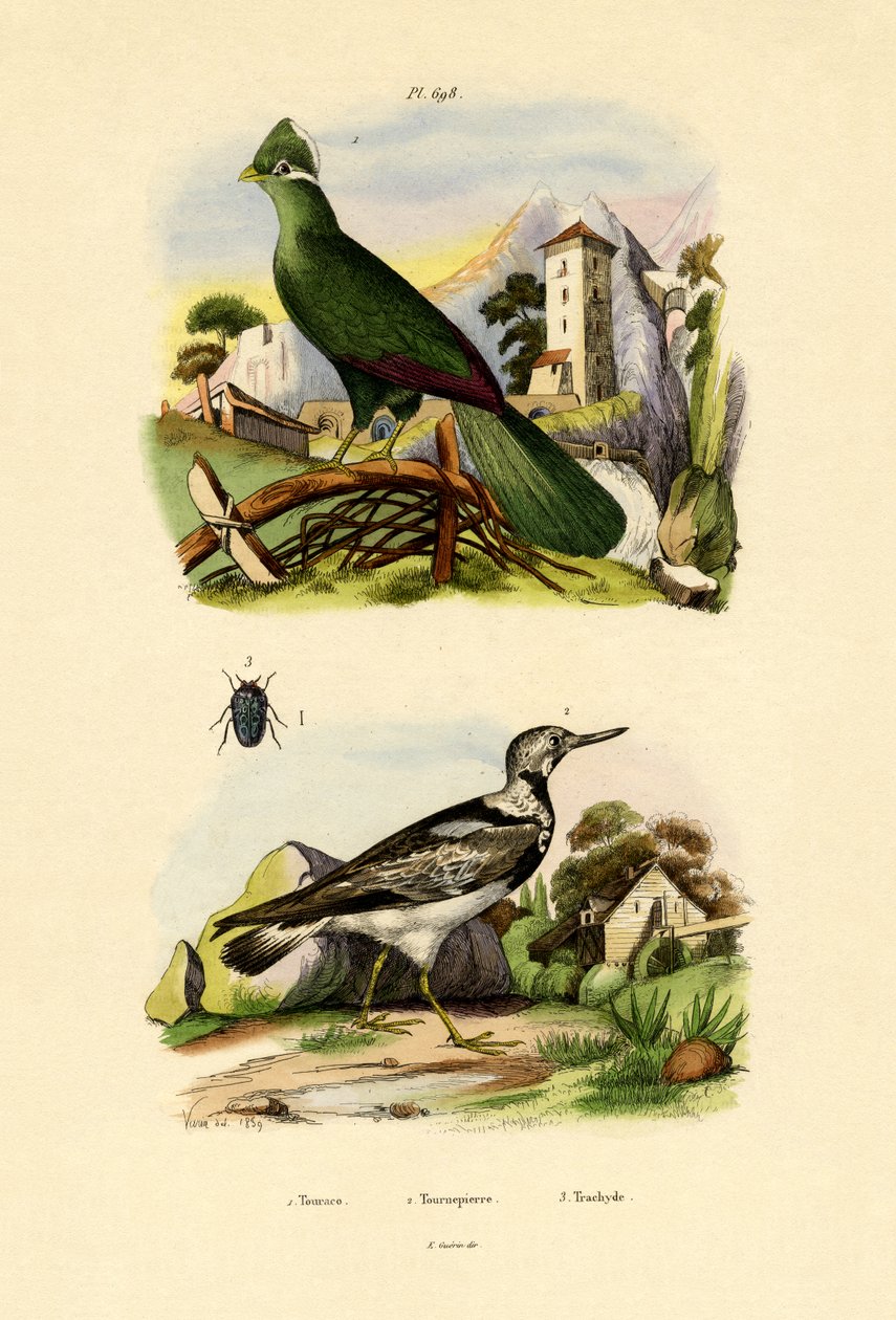 Turaco, 1833-39 av French School